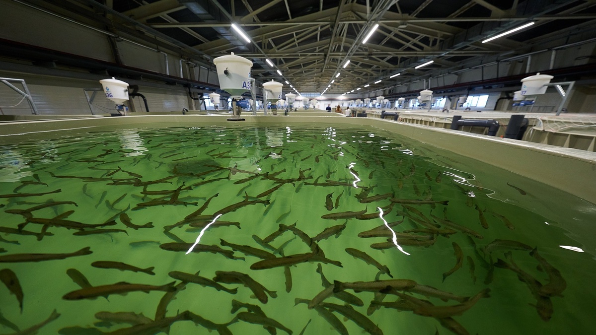    Югорский рыбоводный завод вышел на исторический максимум