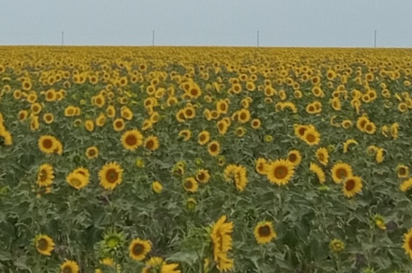 Жизнь после рака ( 37 ) Мечта, которая уже никогда не сбудется?