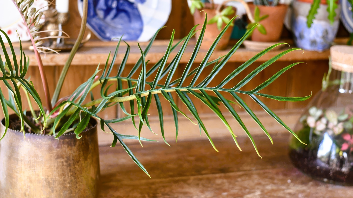 Филодендрон Тортум