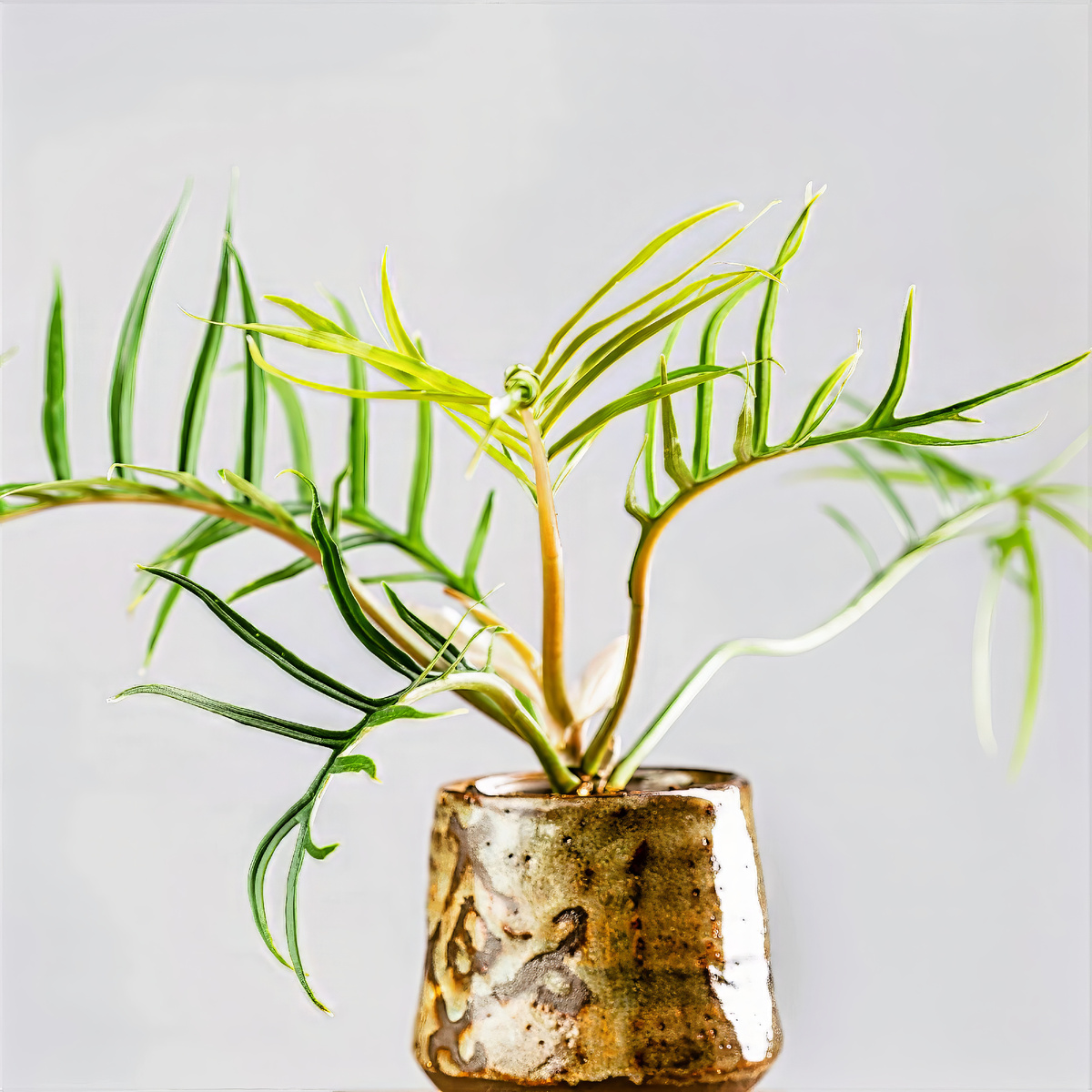 Филодендрон Тортум в керамическом горшке