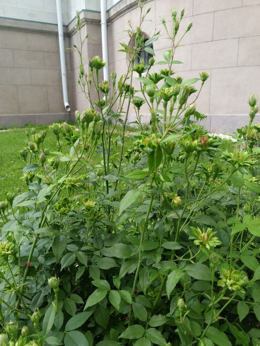 
🌹 При слове «роза» многие представляют прекрасную махровую красоту с чарующим ароматом. Но в нашем парке растет необычный цветок – китайская (бенгальская) роза «Виридифлора», выведенная садоводами в конце 18 века. 

🌹 Цветки изначально зеленые, но по мере старения приобретают прекрасный медный оттенок. В холодном климате она расцветает одной из первых, а заканчивает цветение одной из последних.
