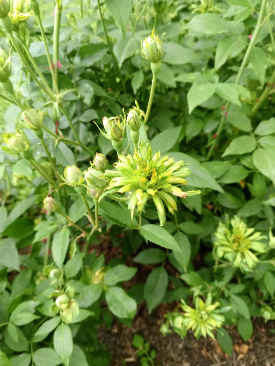 🌹 «Виридифлора» настолько не похожа на привычные нам розы, что европейские садовники долгое время просто отказывались ее признавать и, если и размещали в цветниках, то как диковинку. 

🌹 Однако «китаянка» постепенно завоевывает сердца ландшафтных дизайнеров и флористов и сейчас ее все чаще можно встретить и в цветочных композициях, и в розариях по всему миру. 

🌹 Есть «Виридифлора» и в музее-заповеднике «Архангельское» - она представлена в историческом розарии возле Колоннады. 

Приезжайте полюбоваться зеленой китайской красавицей! 