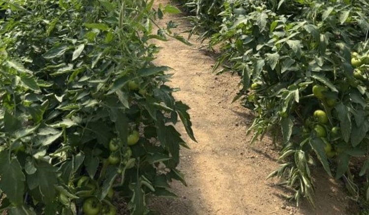    Фото: Филиал ФГБУ «Россельхозцентр» по Московской области