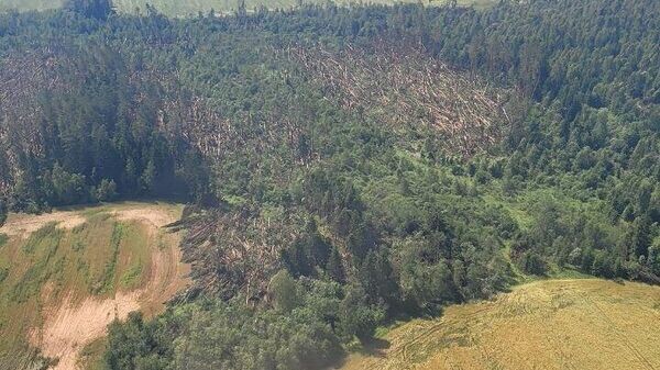    © Photo : Telegram / Минлесхоз