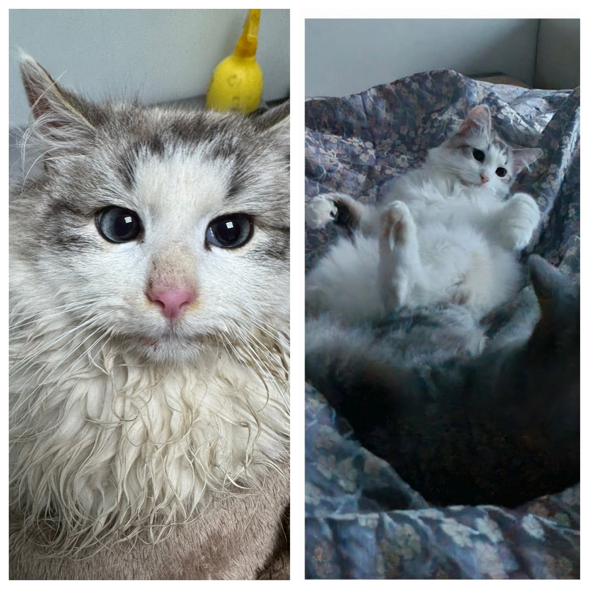 Альби обзавёлся дружной семьёй 27 мая 2025 года.