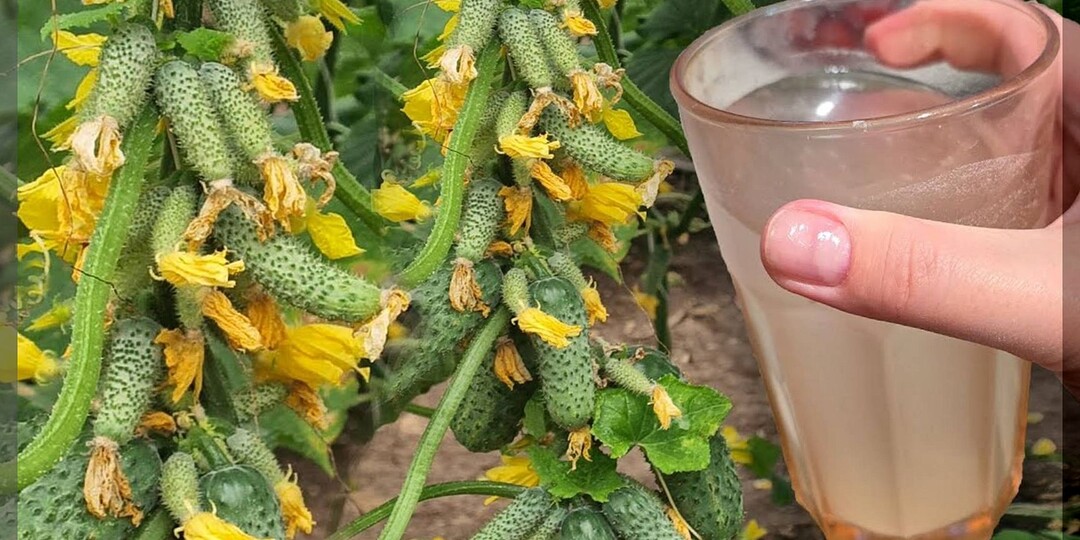 Основные проблемы в уходе за огурцами во время массового плодоношения: агротехника огурца, в вопрос и ответах