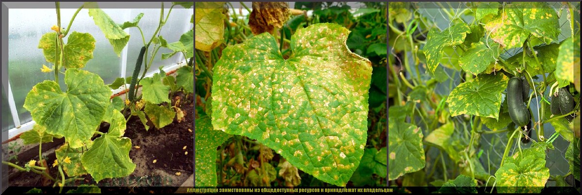 https://vk.com/photo-159774511_457271980. Пероноспороз огурцов