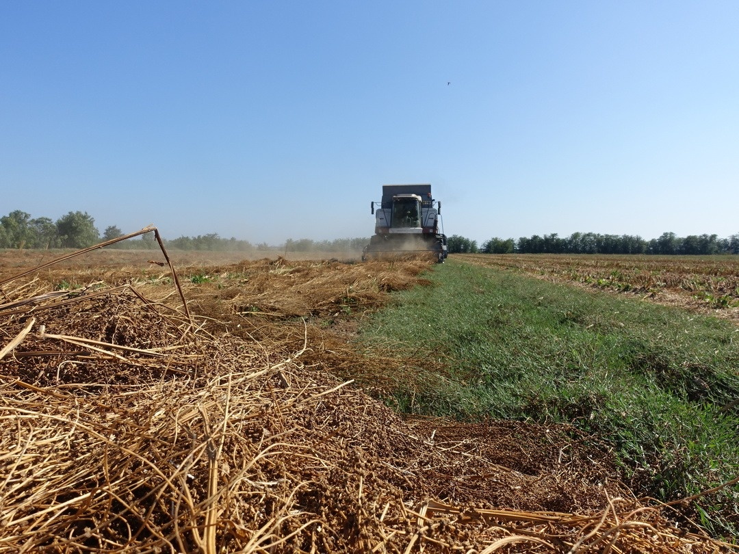 Уборка семян сахарной свеклы