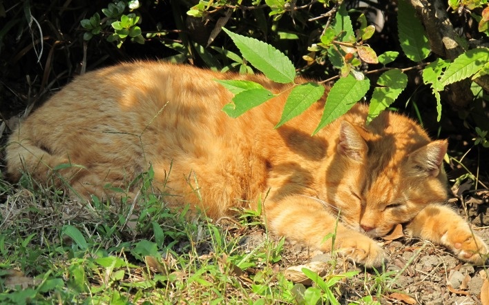 Картинки Яндекс