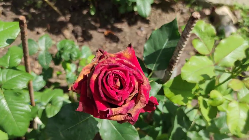 После первого цветения розам нужна срочная подкормка