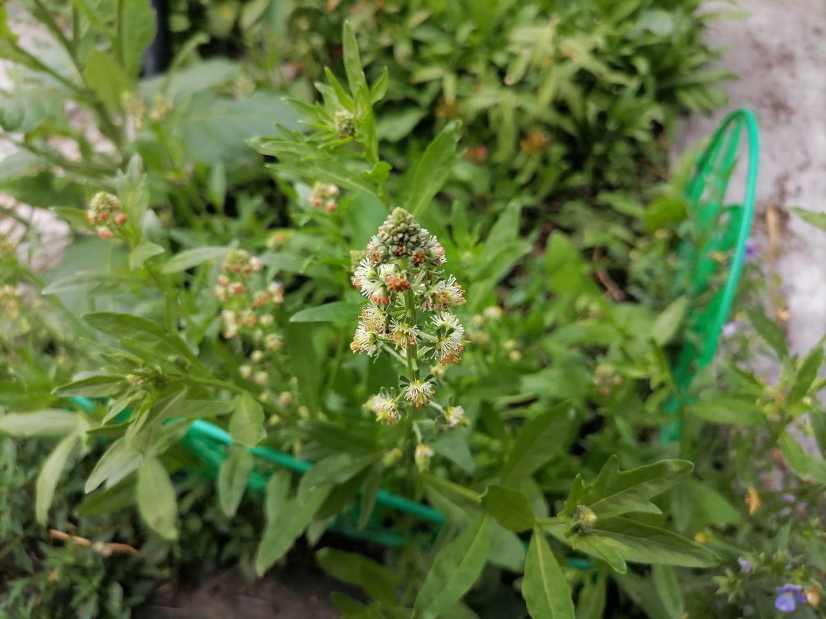 Цветет резеда, фото автора