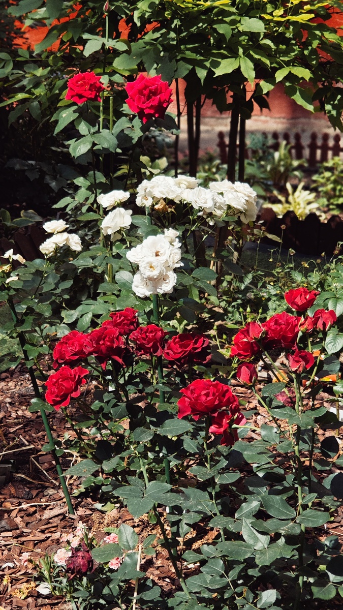 Папа Мейян - на заднем плане. Тут заметно, что сорта роз были выбраны правильно с точки зрения роста и размера. Аспирин и Барбара впереди, к сожалению, почти не пахнут