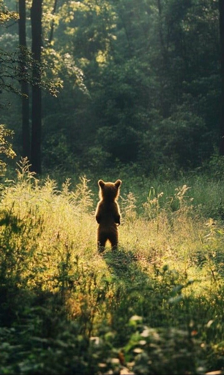 Источник: https://i.pinimg.com/736x/5c/32/04/5c3204c231b4340b6da5ba9207661d62.jpg