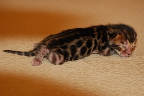Золотой бенгальский котёнок 