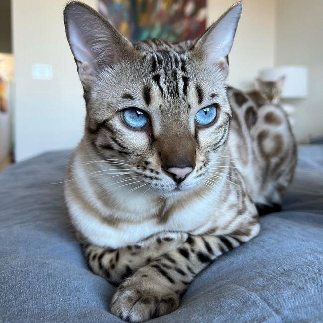 Снежны бенгальский кот