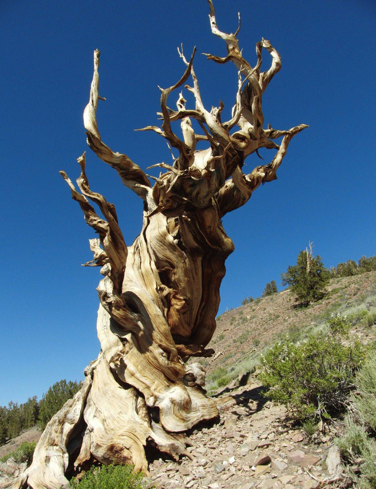 Мафусаил - самое древнее дерево на Земле 