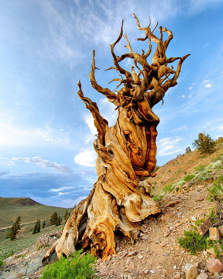 Древнее дерево Мафусаил, находящееся в горах Калифорнии 