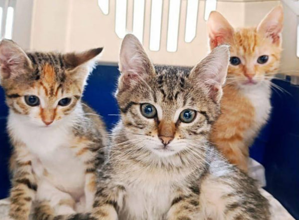 Котята от кошки Черри — настоящее чудо: золотистые, игривые и весёлые, они превращают даже рутинную уборку в боксе в интересную историю. Ух, как мы ездили на прививку! / Фото: Котики МЭЛЗ