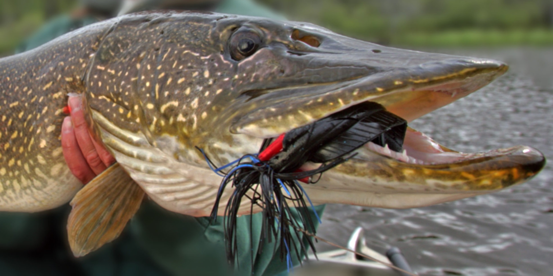 Щука помнит всё. Научные эксперименты и память хищников.