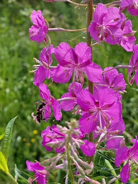 Фото автора Антонио Нето. Пущино.