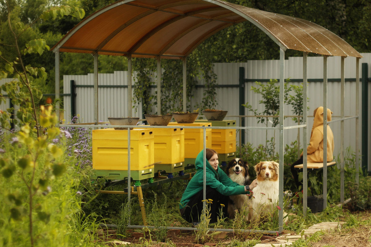 Наша пасека