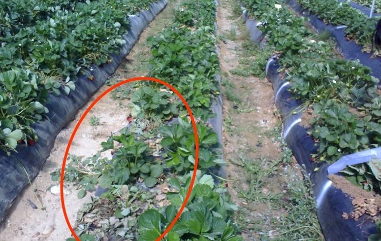    Фото: Miguel Talavera Rubia, IFAPA