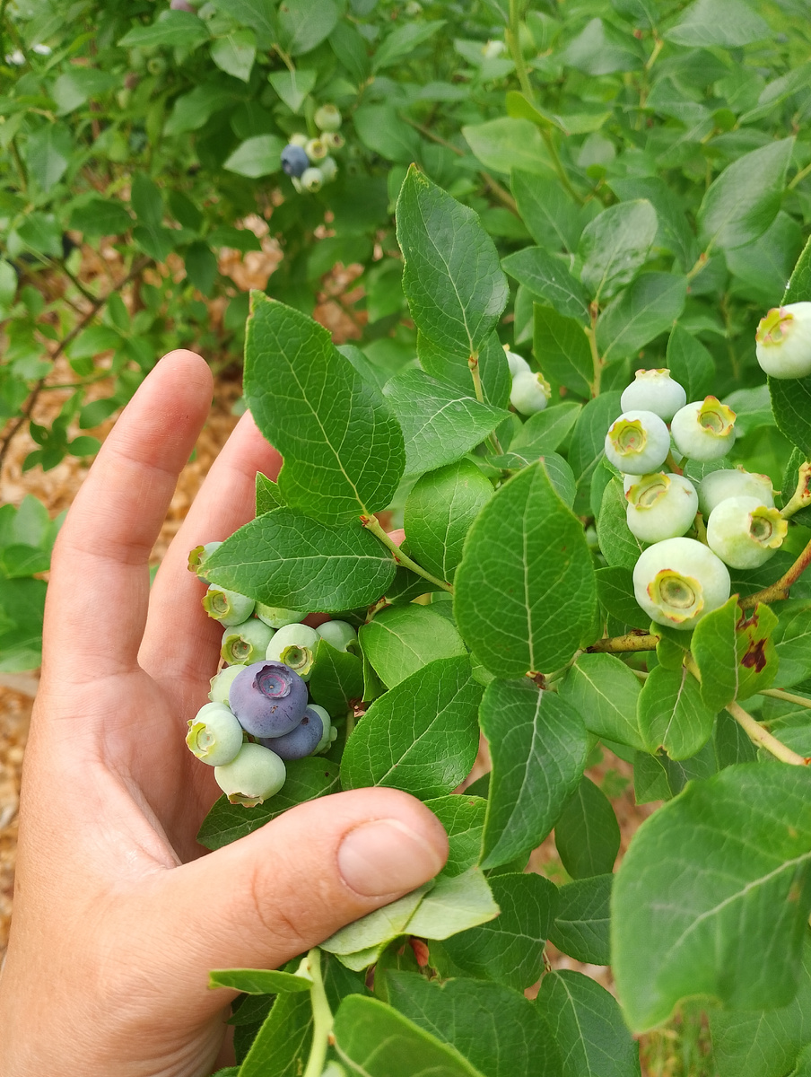 Сорт Нельсон