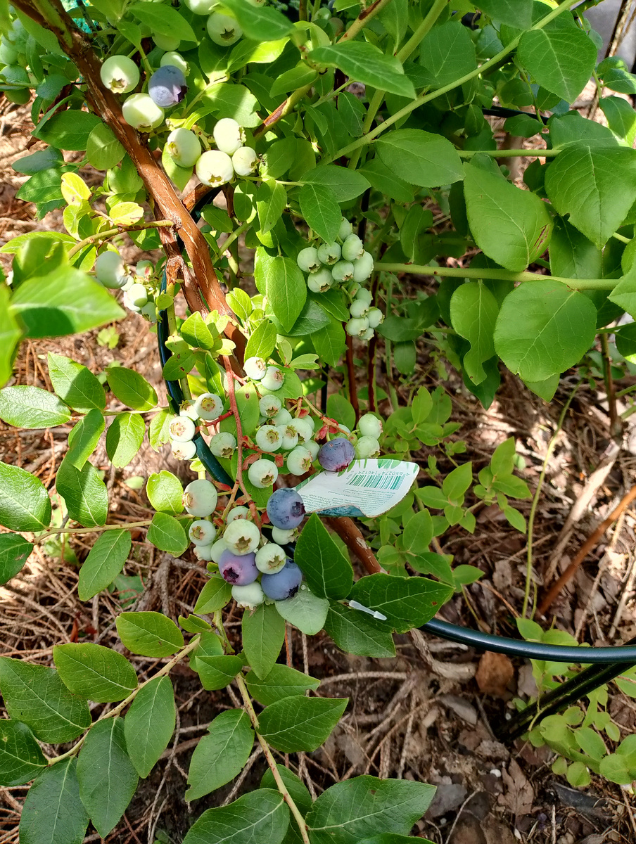 2024, кустикам 5 лет