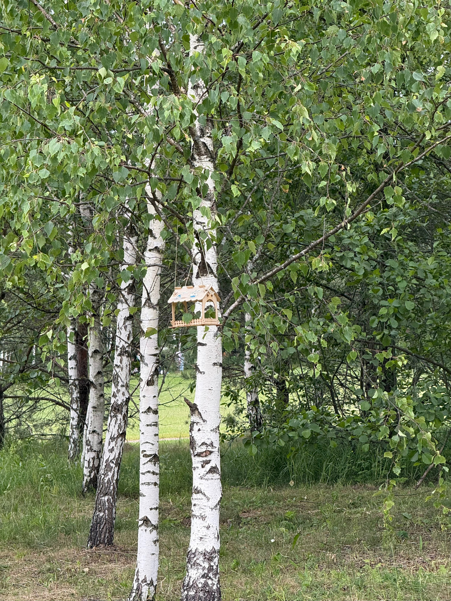 Фото автора канала. Мещерский парк.