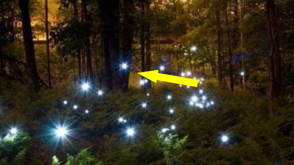    Тайна блуждающих огней в российских болотах наука или мистика