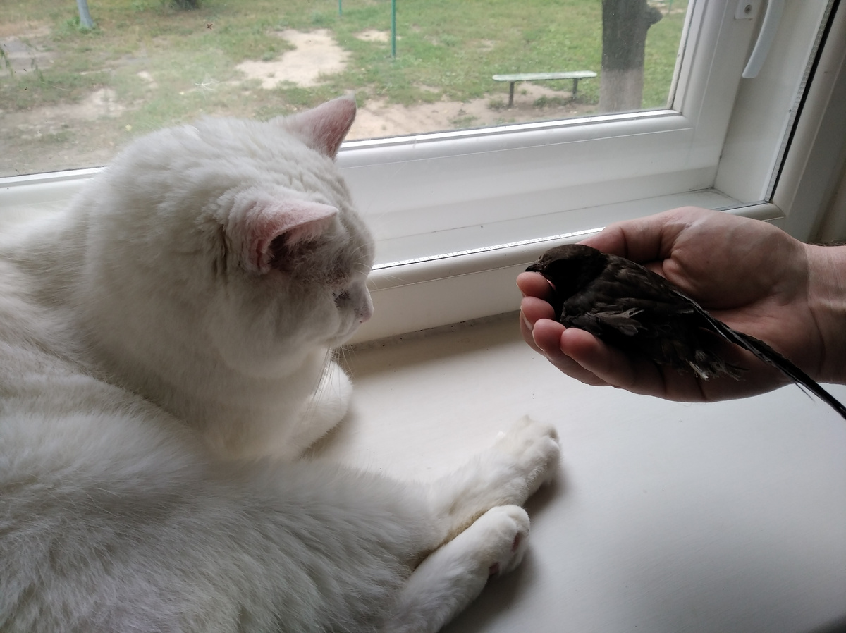 гуляем вместе на окне) 