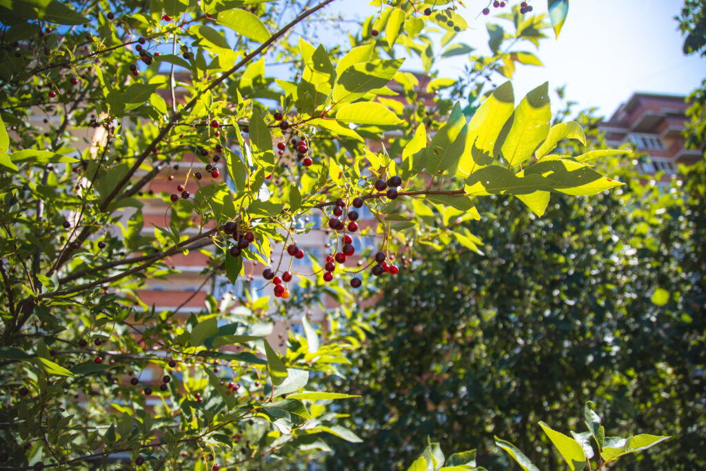    Фото: Варвара Вострокнутова, «КИ».