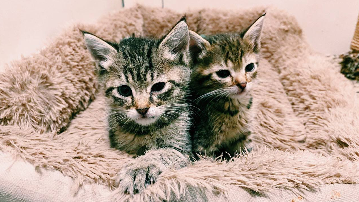 Знакомо это чувство, когда кот смотрит на вас как на... как источник неприятностей? Вот и нам знакомо / котики МЭЛЗ