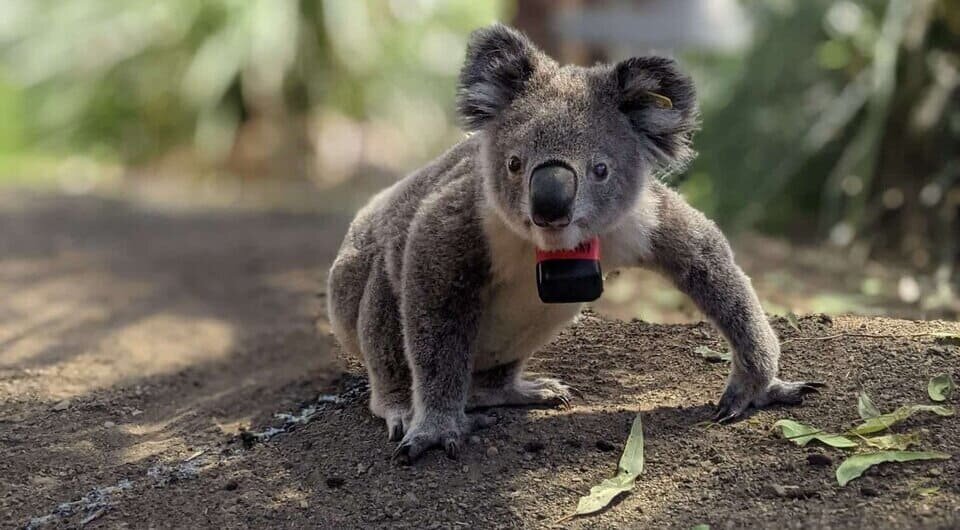   Dr. Ami Fadhillah Amir Abdul Nasir