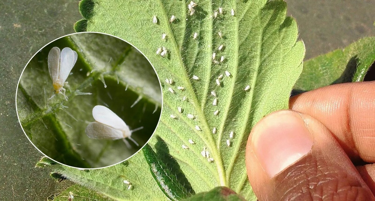 источник: https://znajka.com/kak-izbavitsya-ot-belokrylki-na-ogorode-effektivnye-metody/