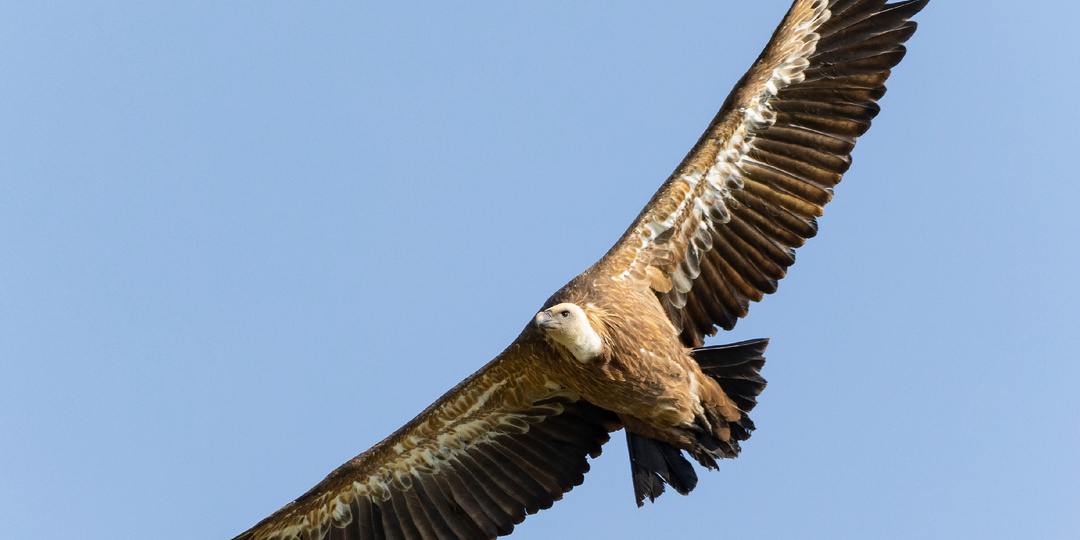 Белоголовый сип: фото горного гиганта