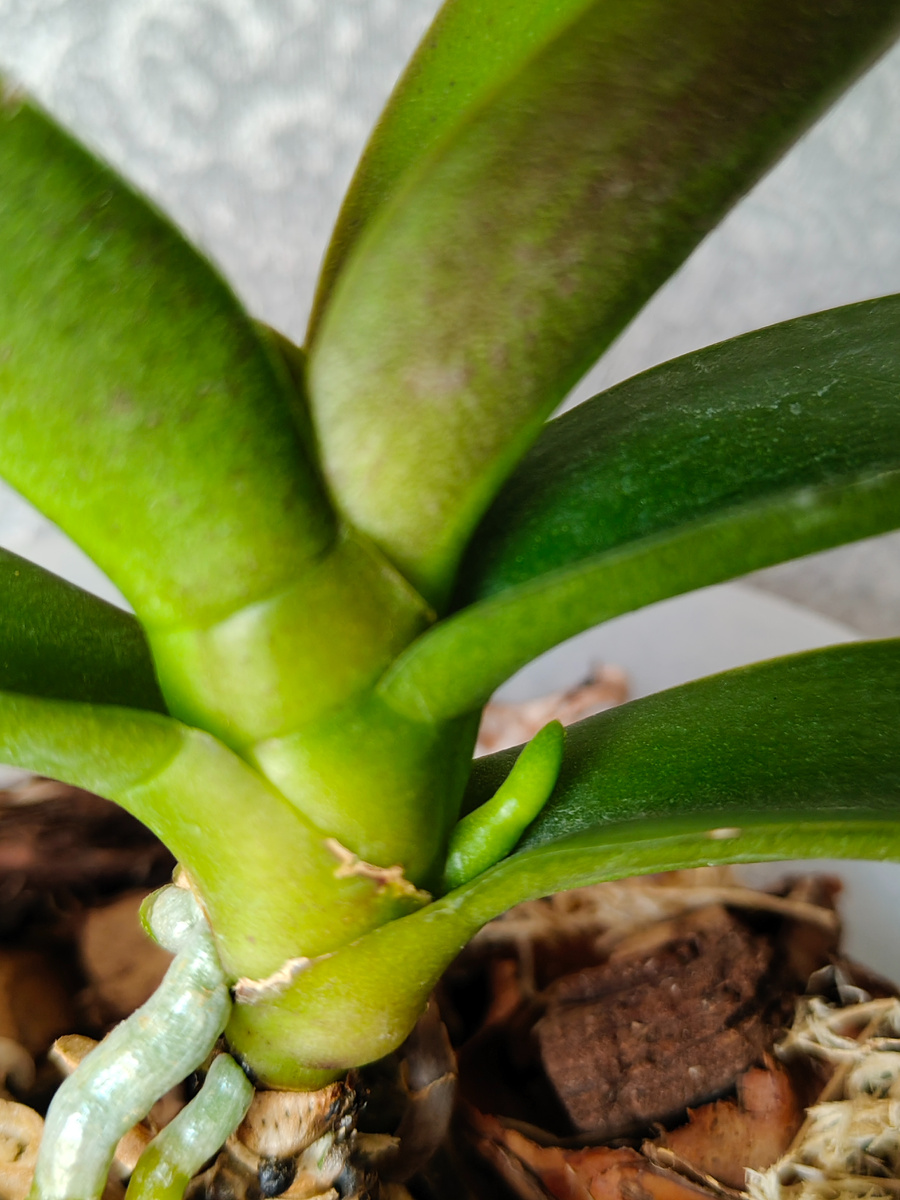 Фото автора. Носик заострённый, направлен вверх, однотонный цвет чуть светлее листа, виден небольшой переход 