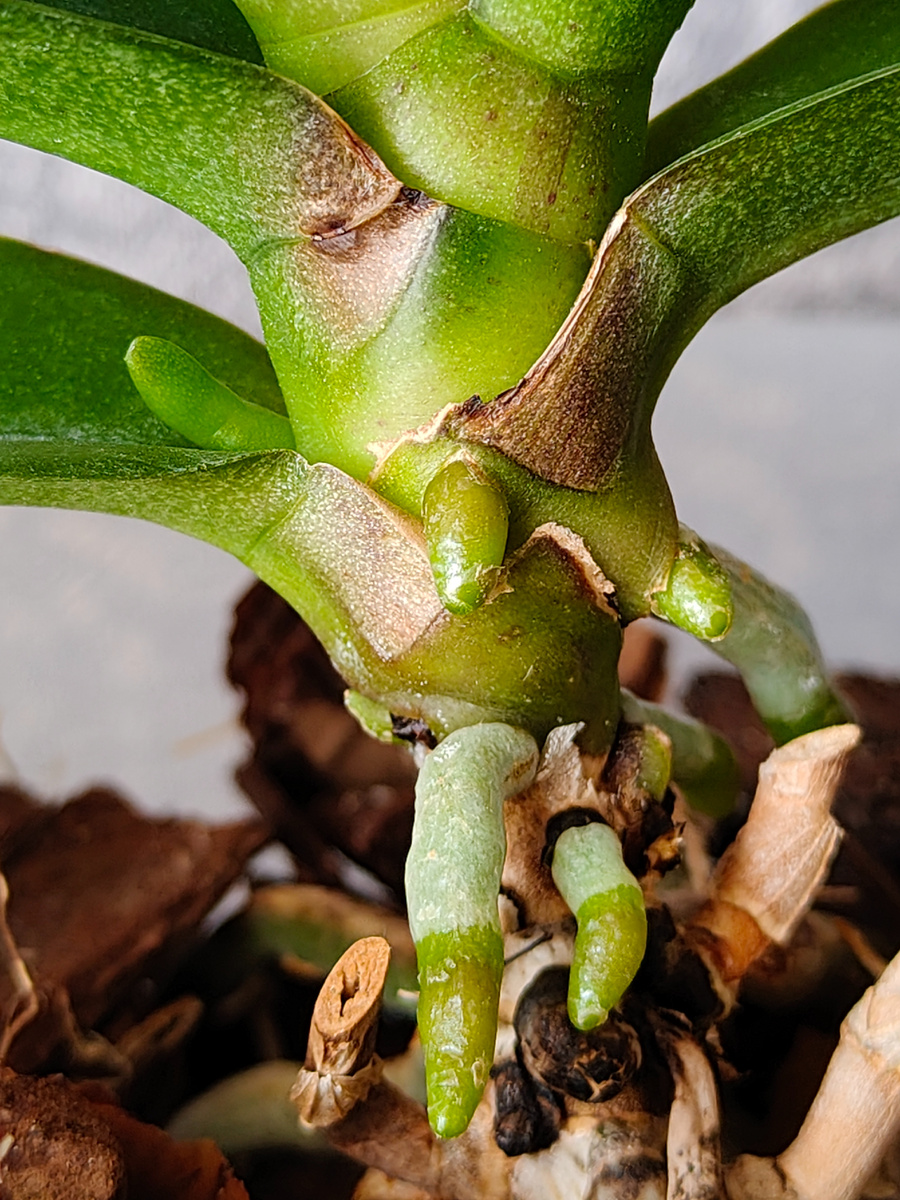 Фото автора. Слева цветонос, а всё остальное -это корни