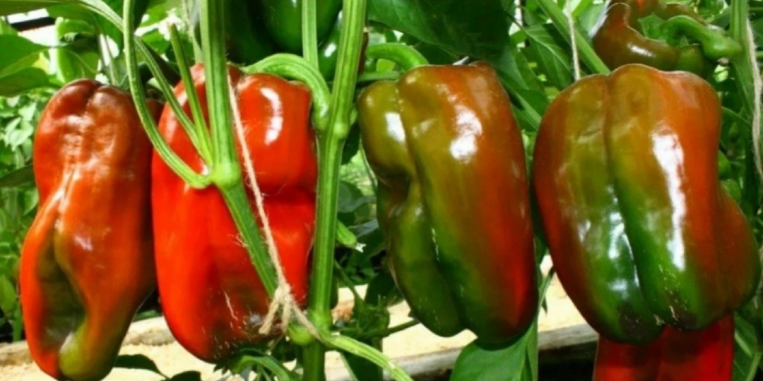 Перцы неожиданно остановились в росте: Не растут и не развиваются, завязи опадают. Причины и решения