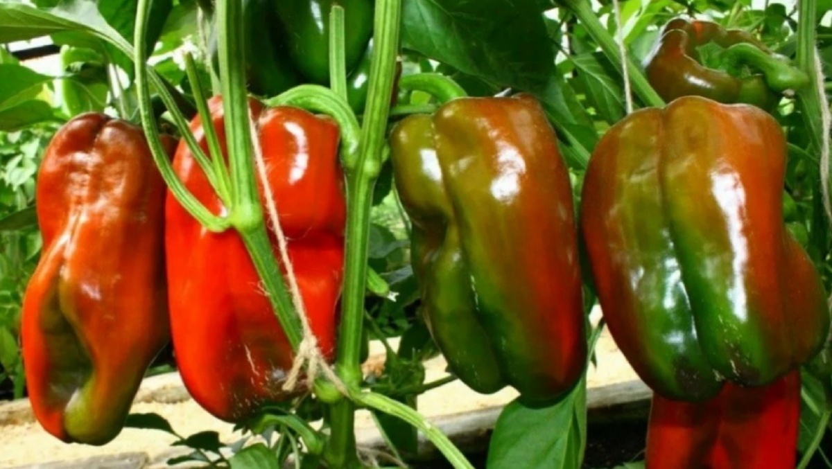 Перцы неожиданно остановились в росте: Не растут и не развиваются. Причины и решения