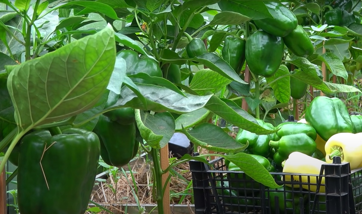 Перцы неожиданно остановились в росте: Не растут и не развиваются. Причины и решения