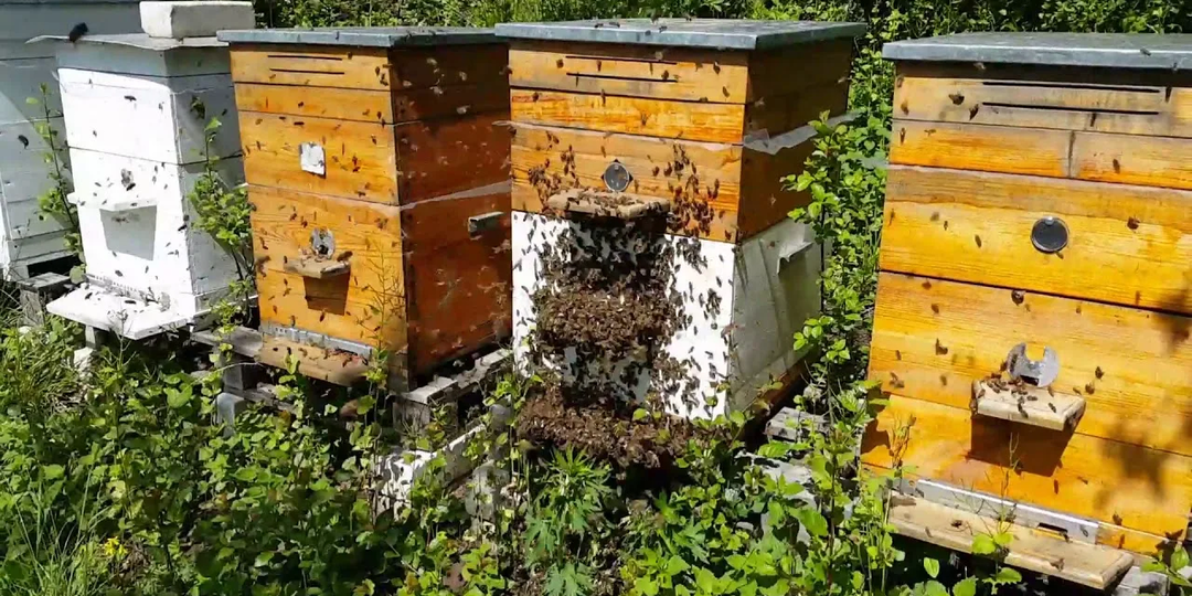 ТИПЫ ПЧЕЛИНЫХ РОЕВ