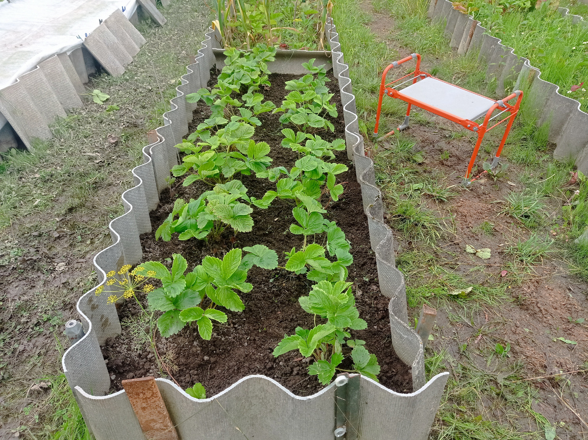 Вот так выглядит грядочка прополотой клубники Фестивальная, остальные еще нало полоть. Листайте галерею