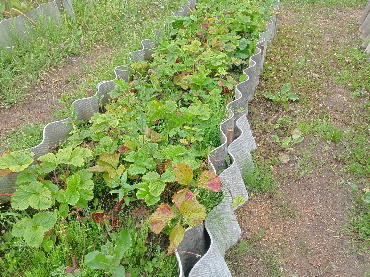 Вот такие заросли сорняков на двух других грядлчках