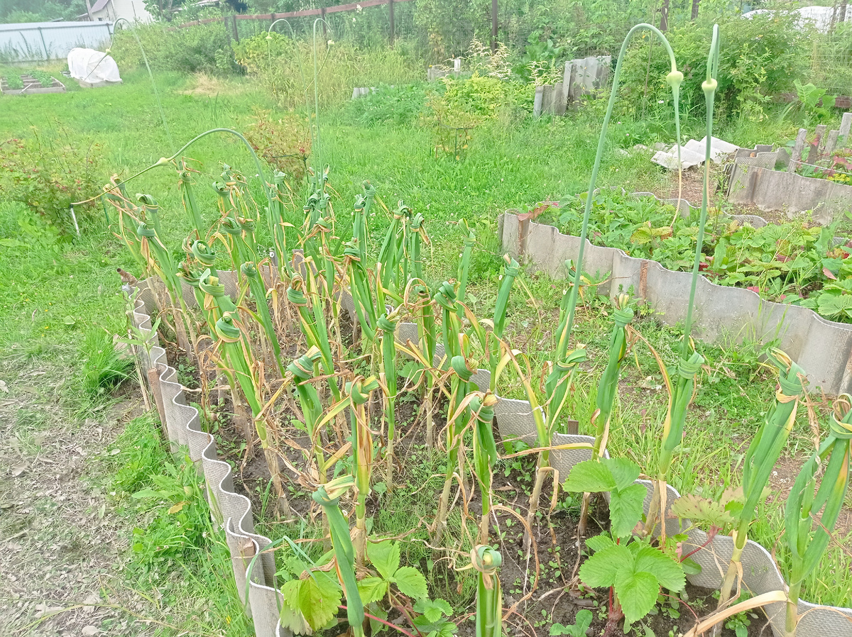 Стрелки на чесноке удалены, но несколько маячков оставила - буду убирать чеснок после того, как коробочки с бульбочками откроются