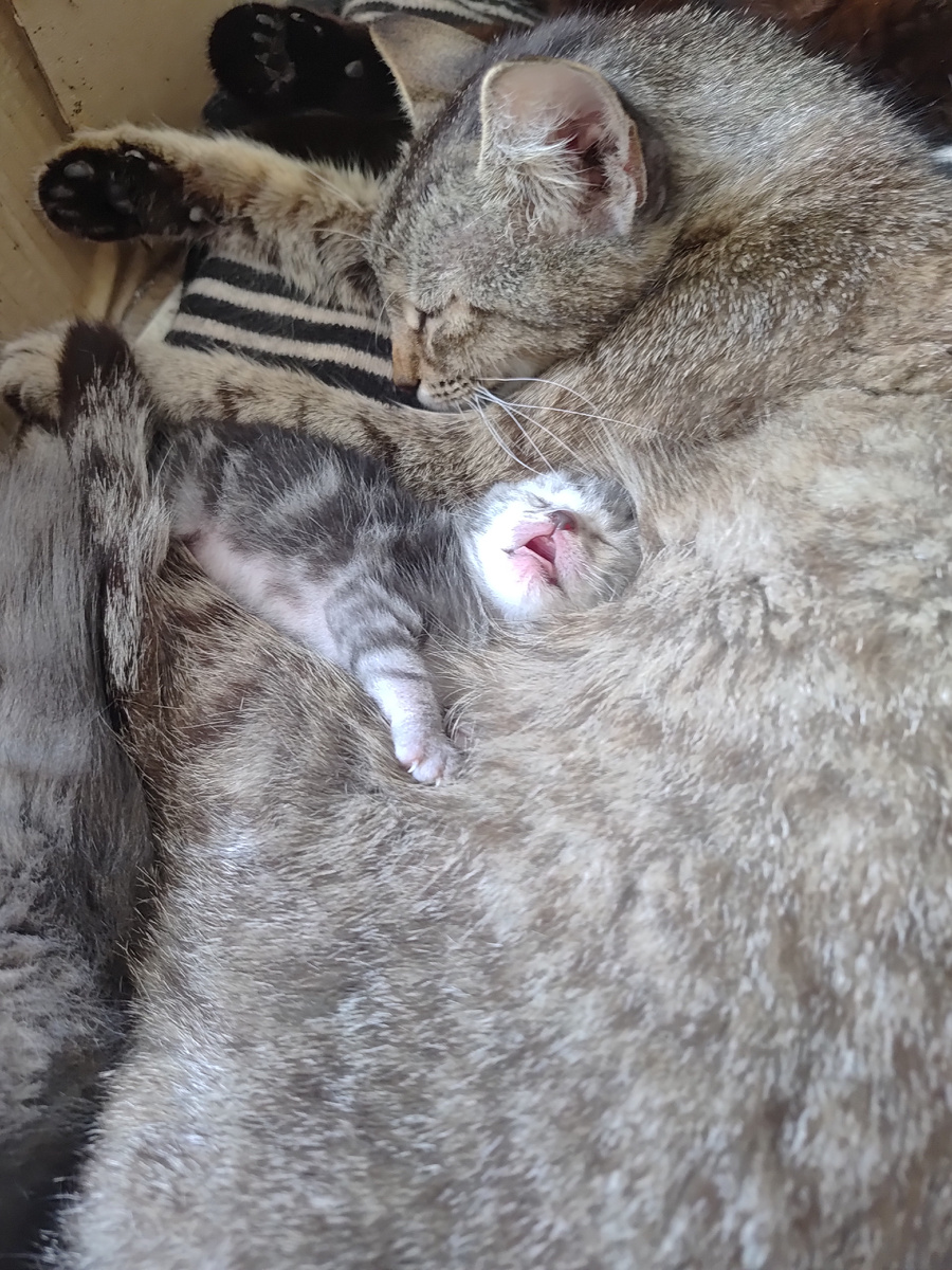 И мама кошка Лизавета