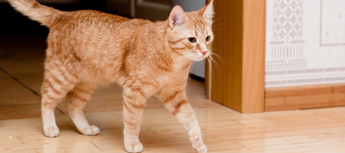 Фото из Интернета.