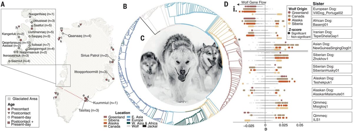    Родственные связи киммитов с другими породами / © Science (2025). DOI: 10.1126/science.adu1990