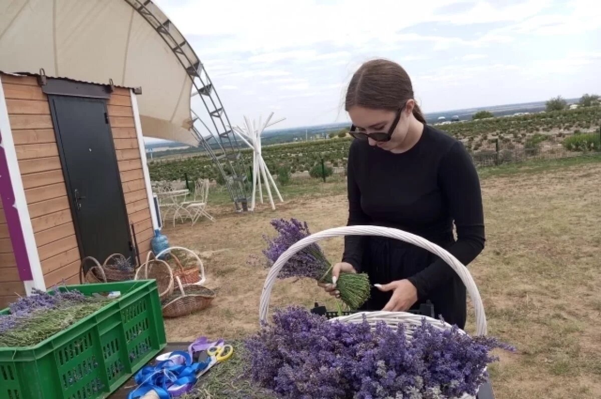    Привезённый с лавандового поля букетик ещё долго будет вас радовать.