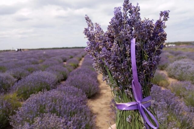    Вот он, лавандовый рай! Фото: АиФ/ Наталья Емельянова Ростов